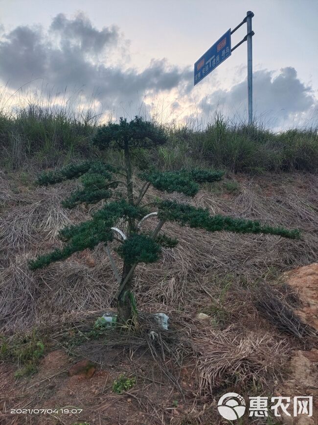  造型罗汉松