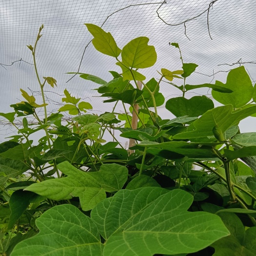 葛根养豆虫综合利用想下手又，徘徊不定，只管联系我，提供技术指