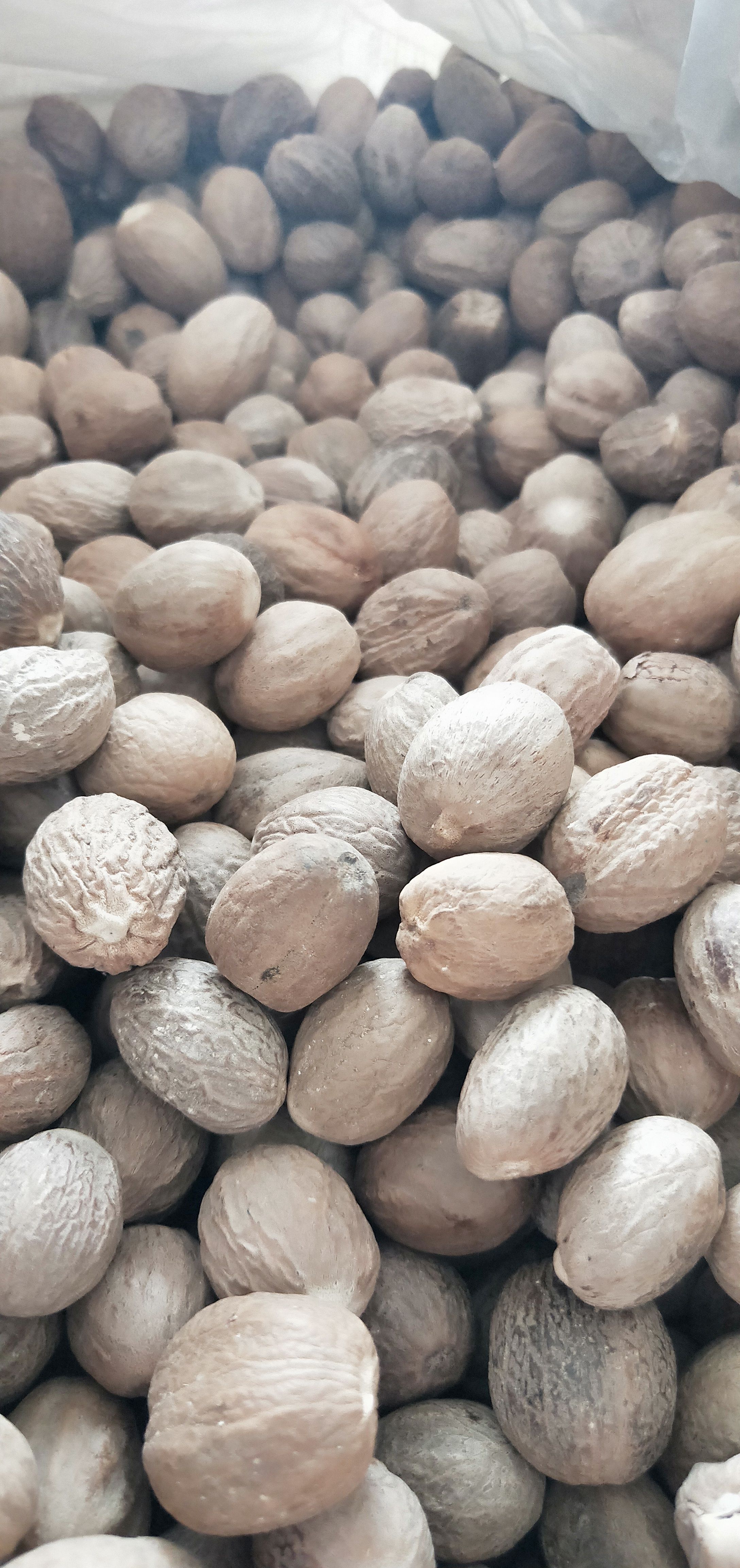 精品肉豆蔻 重油果