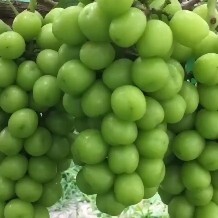 徐州预售 精品阳光玫瑰即将上市，绿色，口感甜而不腻，皮薄无籽，