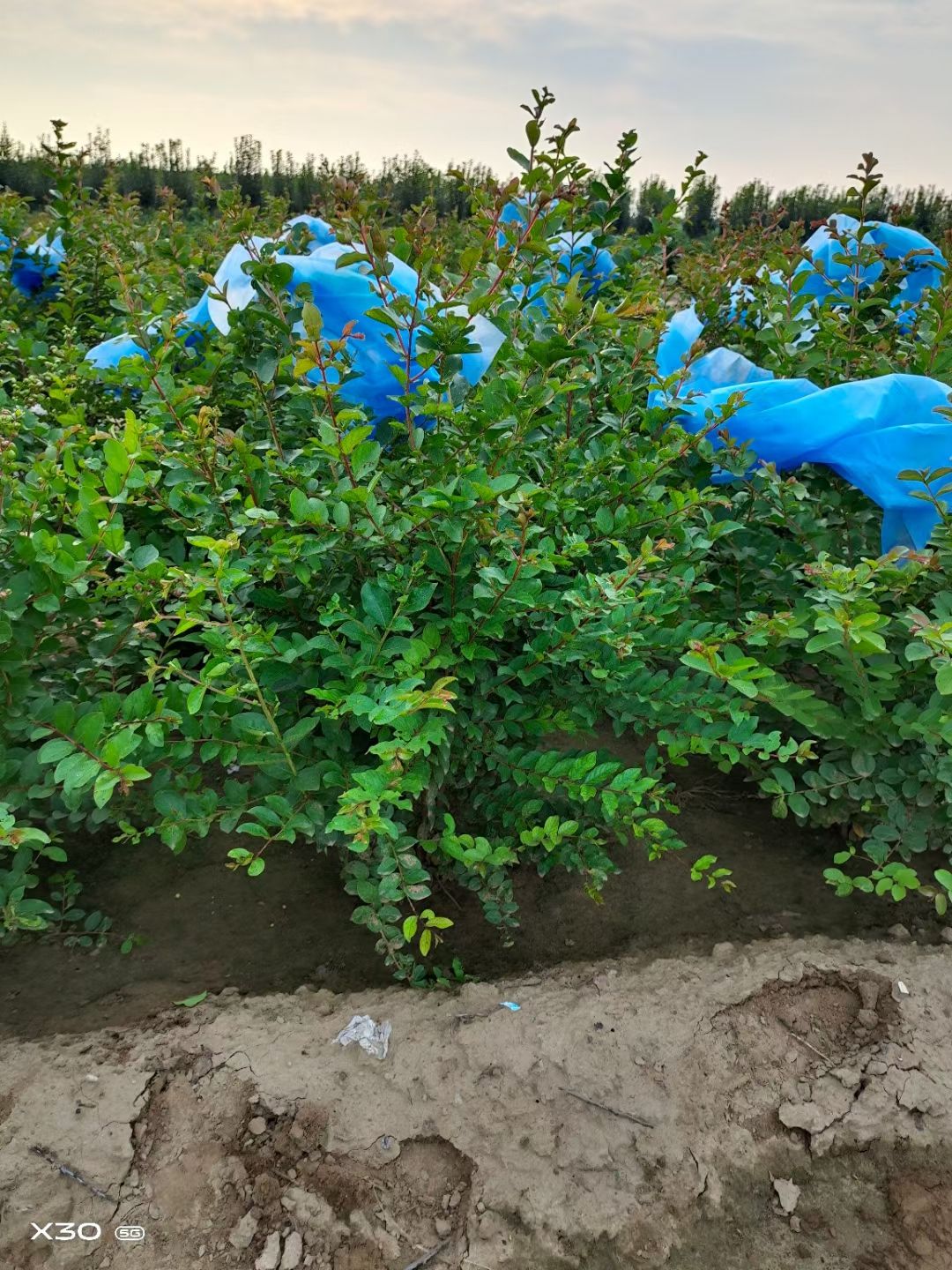 紫薇 红花紫薇 丛生紫薇 紫薇小苗大量销售中价格优惠质量好