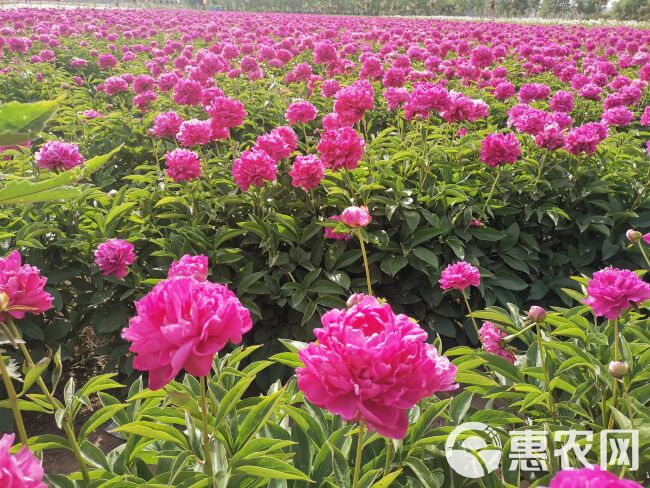 桃花飞雪牡丹  观赏芍药，切花芍药，种植技术指导