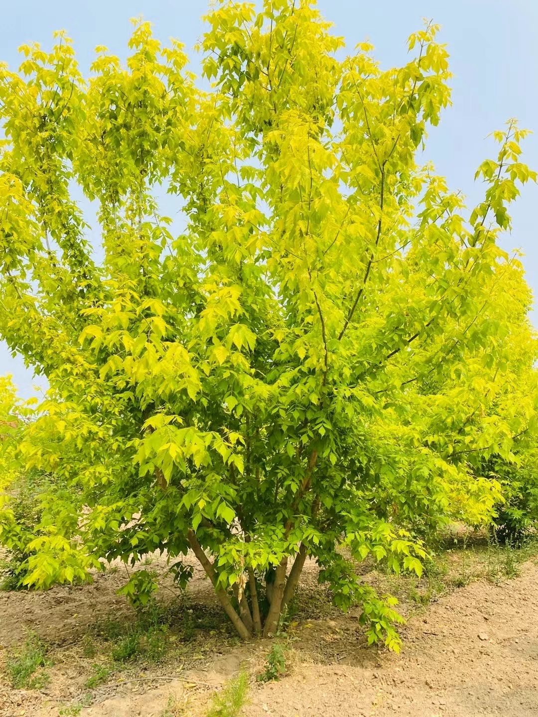 丛生金叶复叶槭！3-6米大量销售中！保质保量，价格优惠