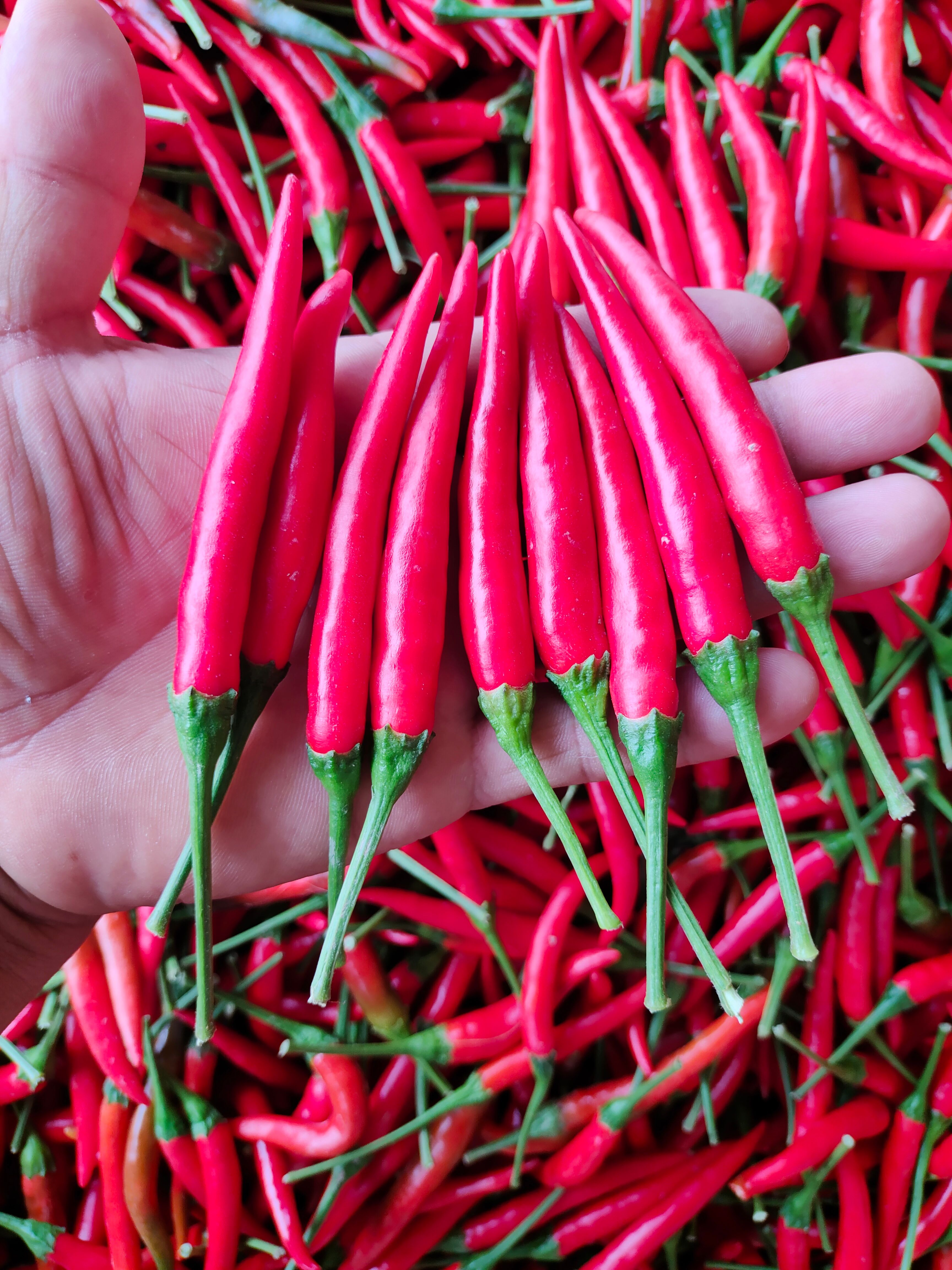 小米椒，天香小米椒，基地直供货源充足，产地代发， 洽谈合作。