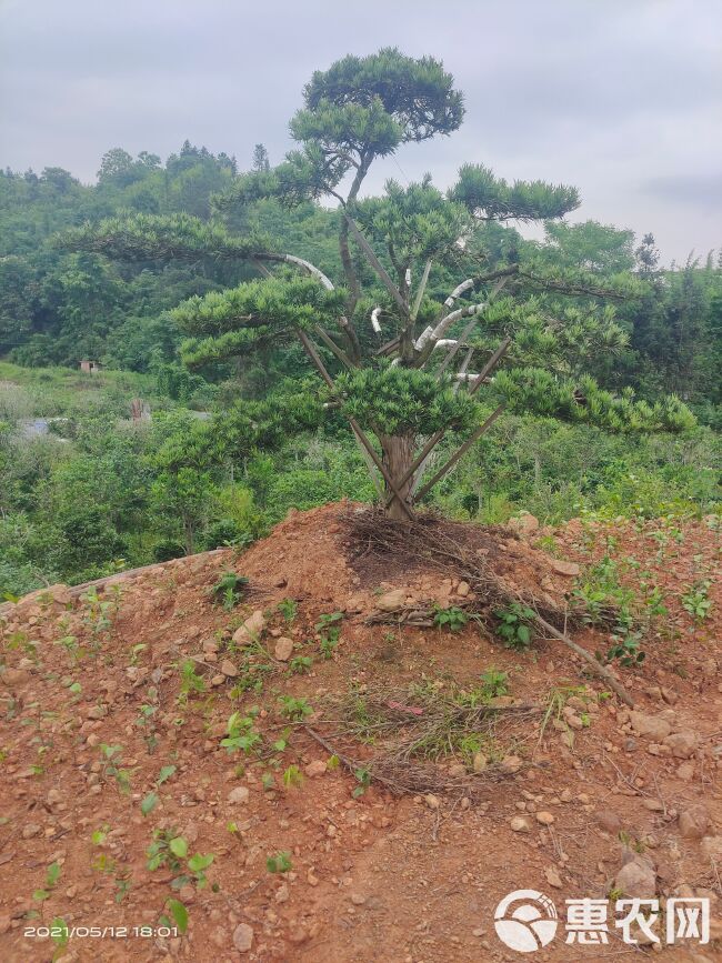  造型罗汉松