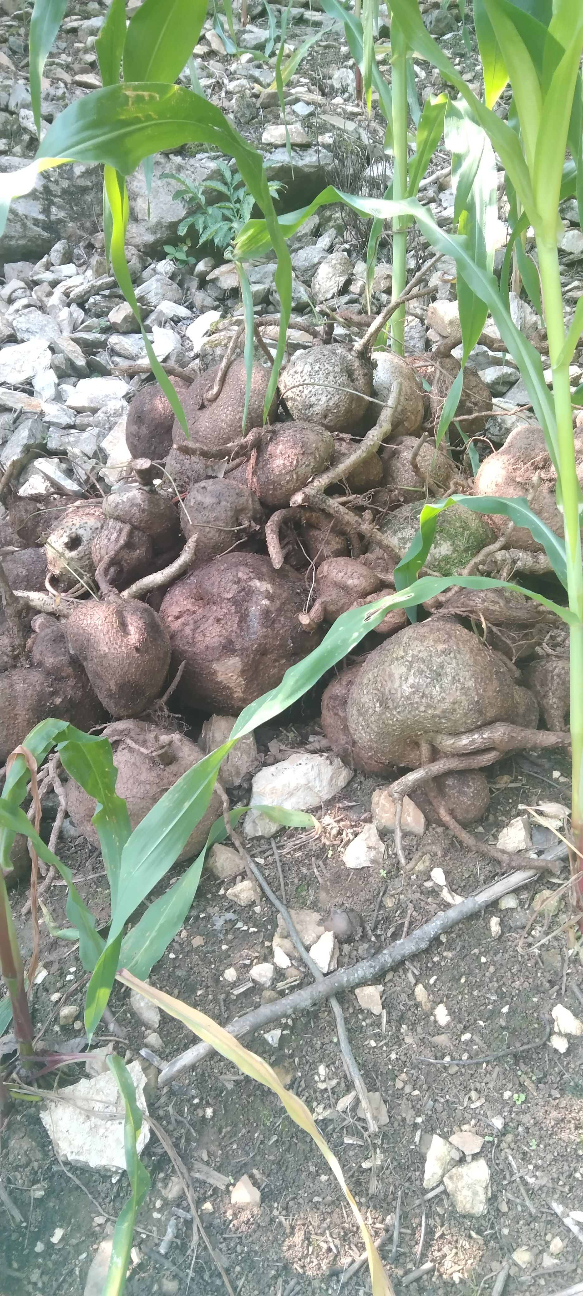 山乌龟 云南药材山 乌 龟