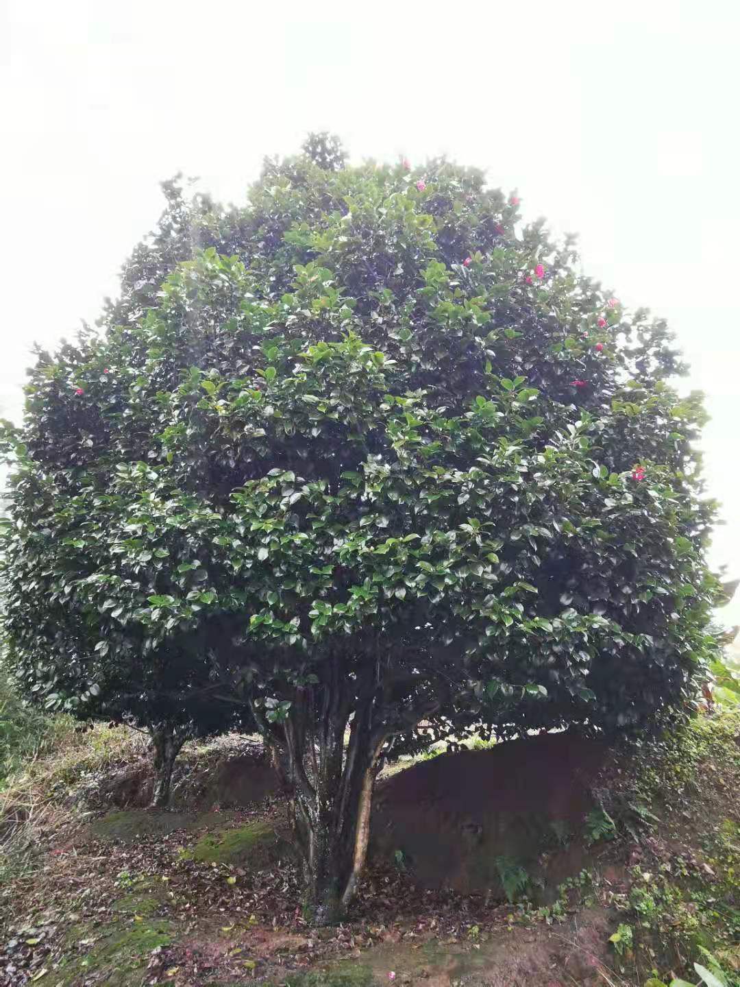 七芯茶花 140cm以上 