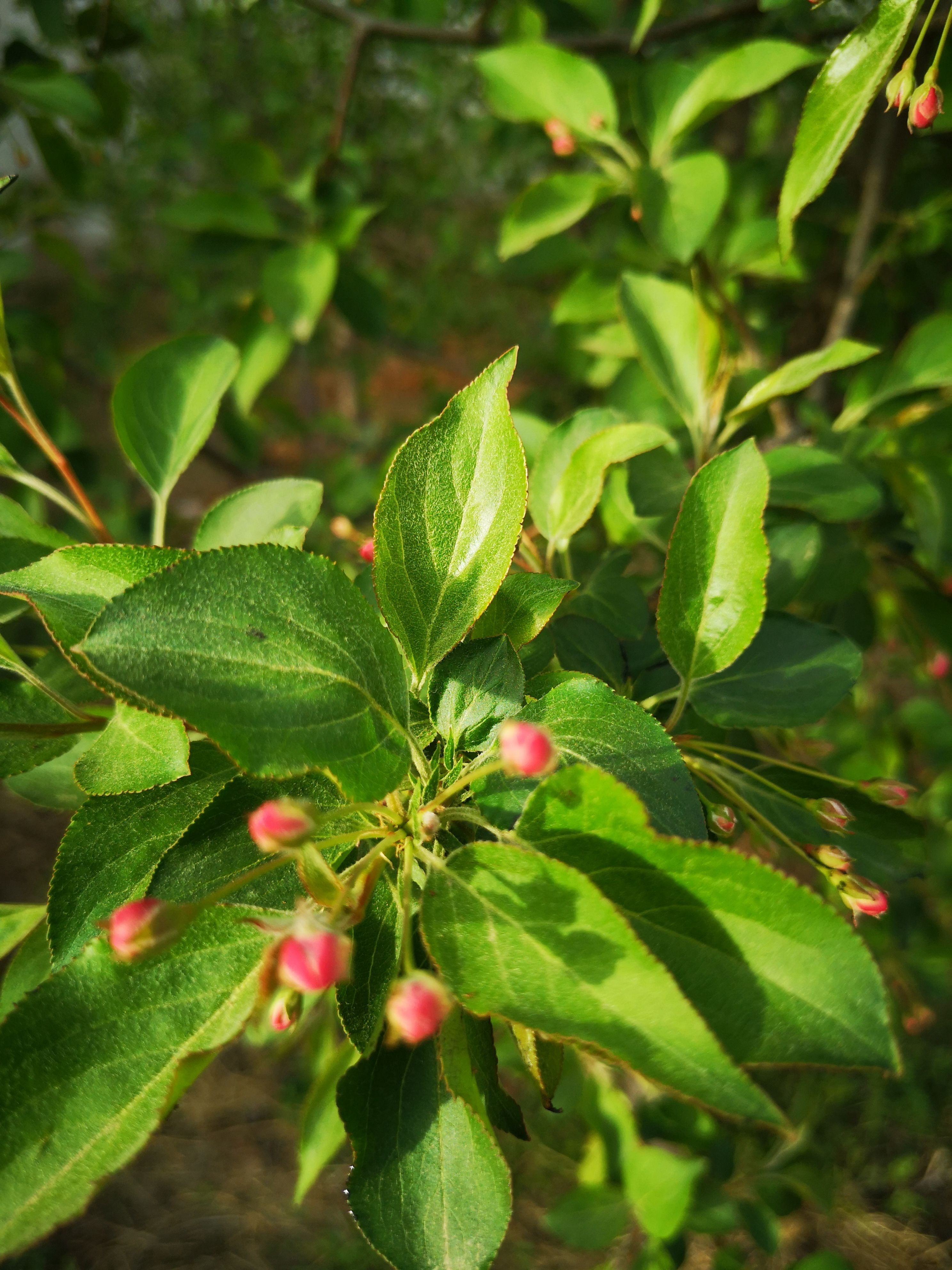 春雪海棠 1~1.5米 6~8公分 8~10公分 1~2米 带土球发货