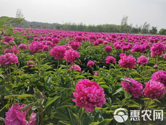 桃花飞雪牡丹  观赏芍药，切花芍药，种植技术指导