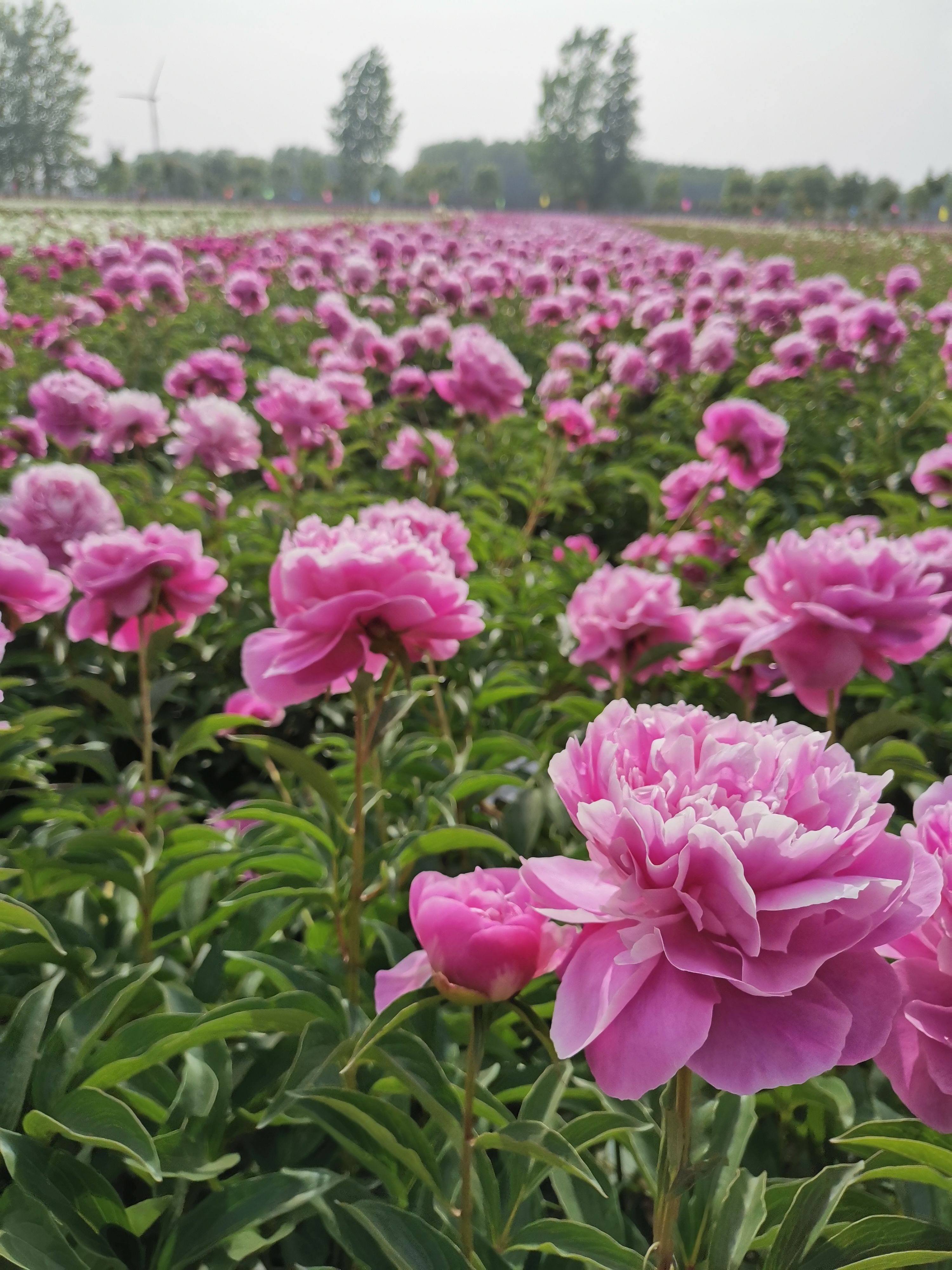 多花芍药  观赏芍药，切花芍药，种植技术指导！