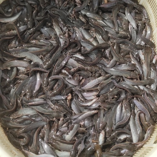 玉林埃及塘鲺鱼苗 埃及鱼   塘角鱼大量供应 靓货 成活率高