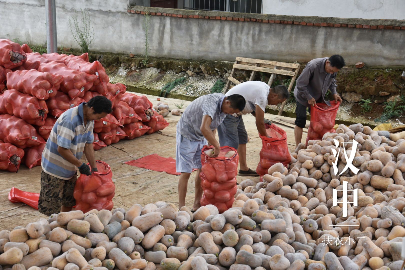 板栗南瓜  奶油南瓜，密本南瓜，枕头南瓜，大量现货