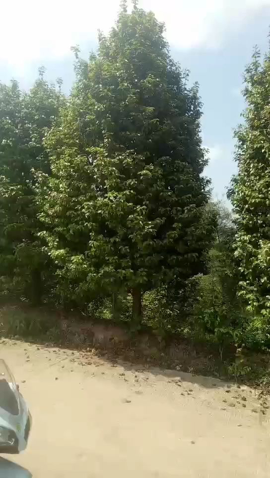 七芯茶花 140cm以上 