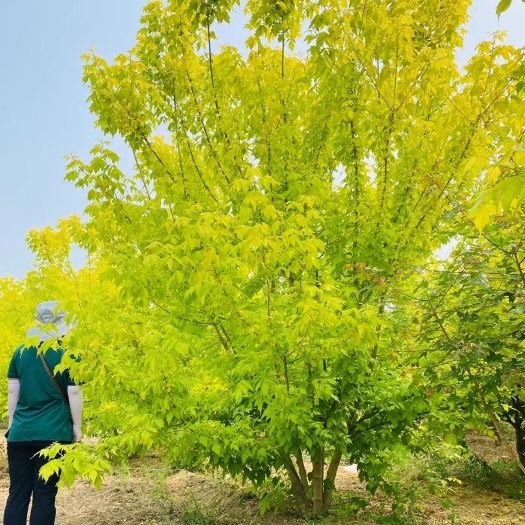 丛生金叶复叶槭！3-6米大量销售中！保质保量，价格优惠