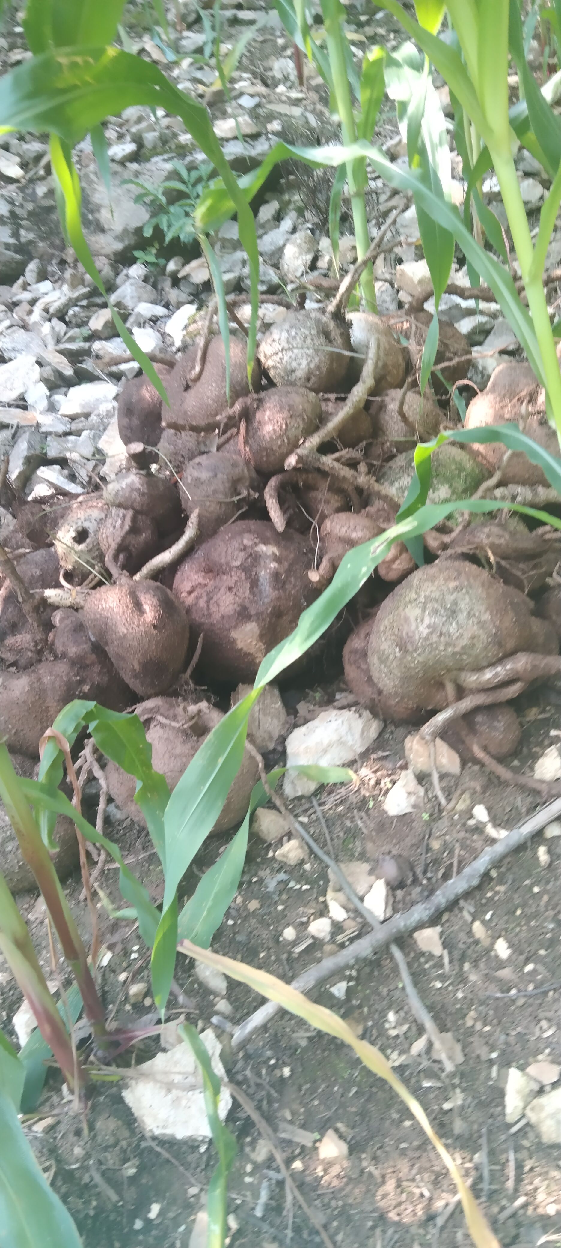 山乌龟 云南药材山 乌 龟