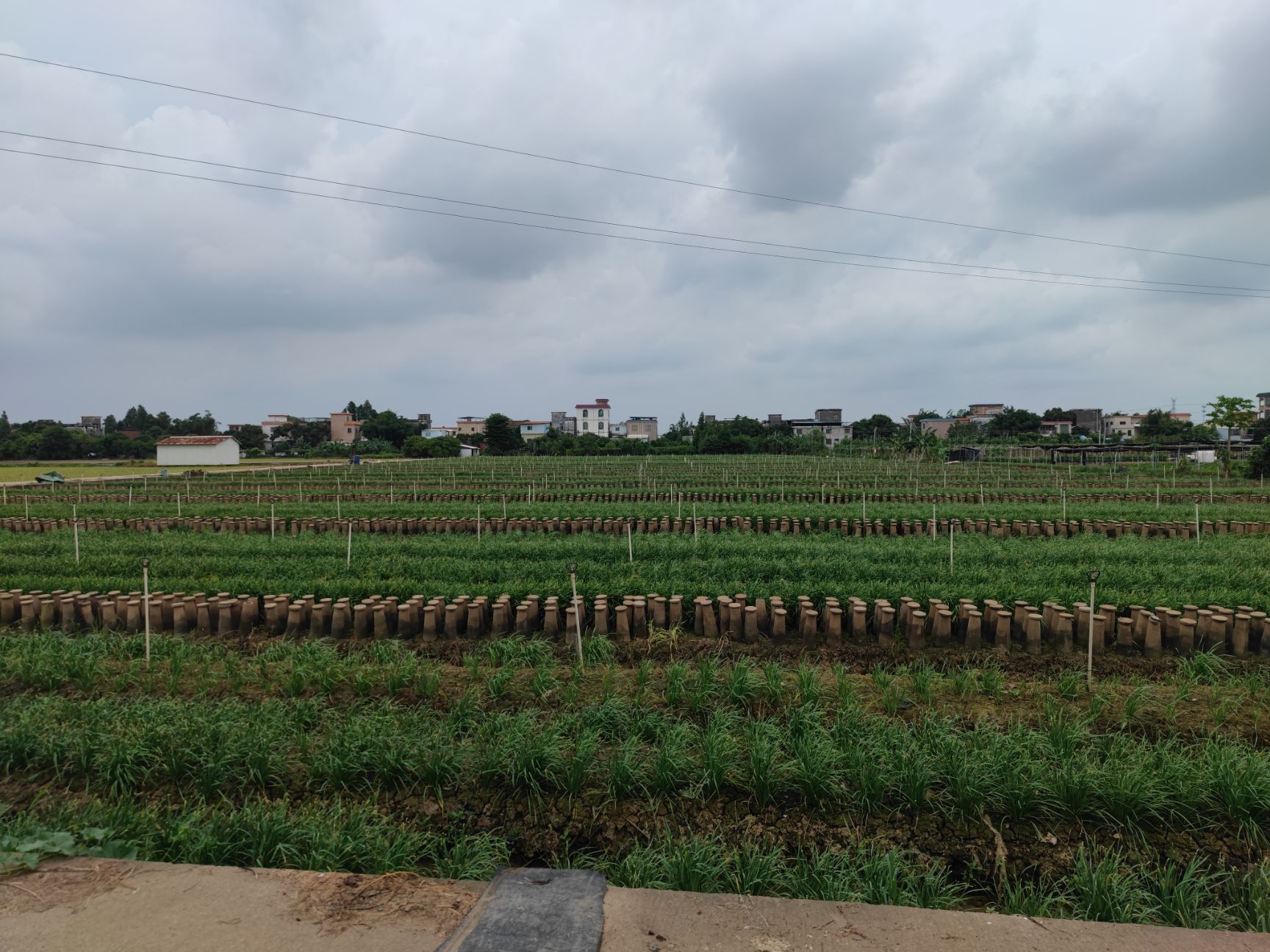 红根韭菜 出售韭菜地十五亩，有意者私聊