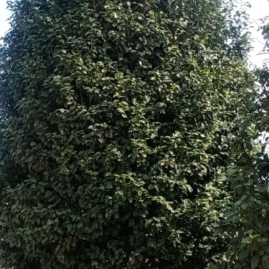 高县七芯茶花 140cm以上 