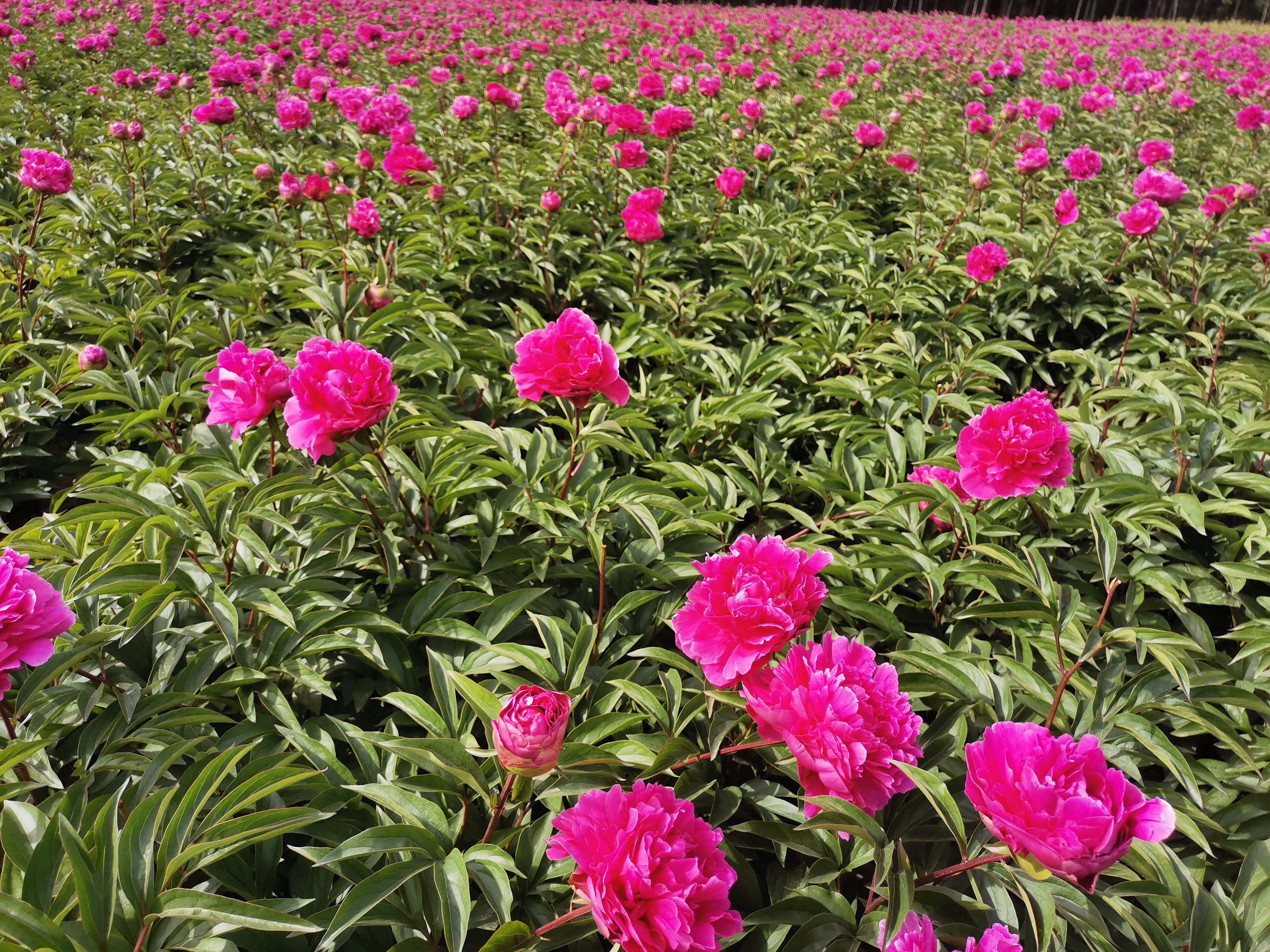 桃花飞雪牡丹  观赏芍药，切花芍药，种植技术指导