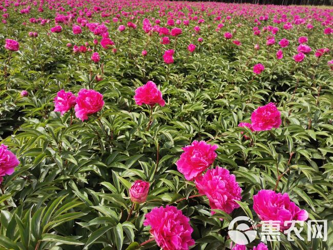 桃花飞雪牡丹  观赏芍药，切花芍药，种植技术指导