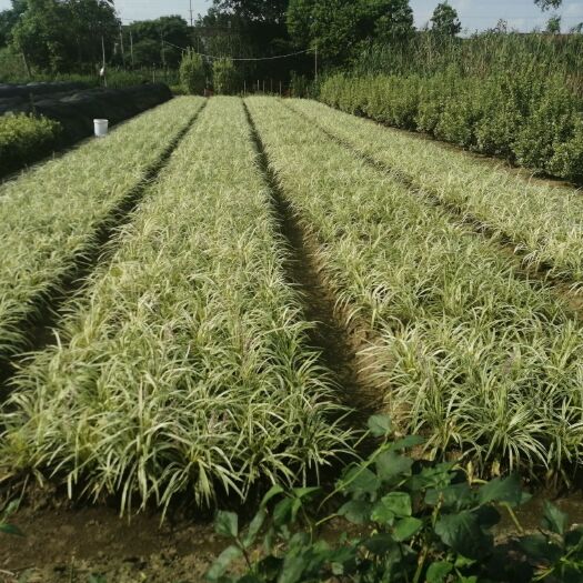 麦冬草 金边麦冬