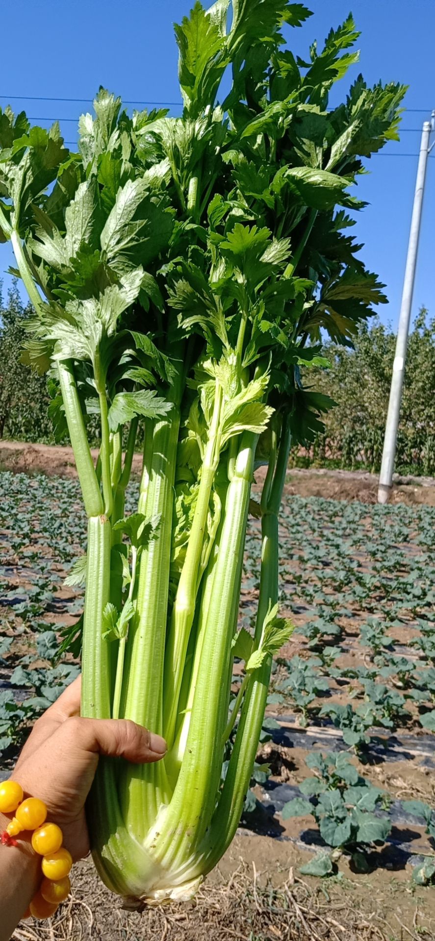  精品西芹，货美价廉，欢迎订单
