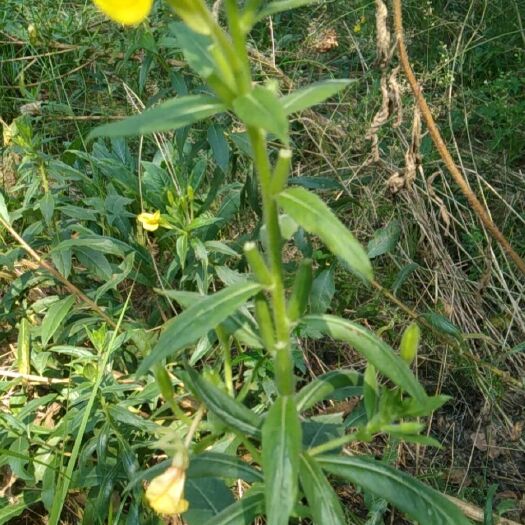 老河口市水虾草 