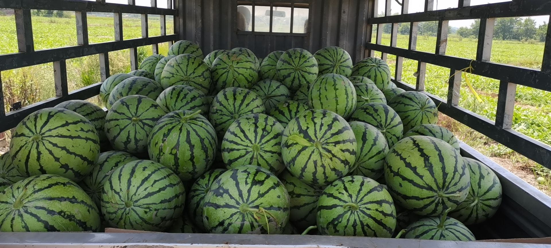 秋季千亩麒麟瓜精品微萌美都直播苗产地直销