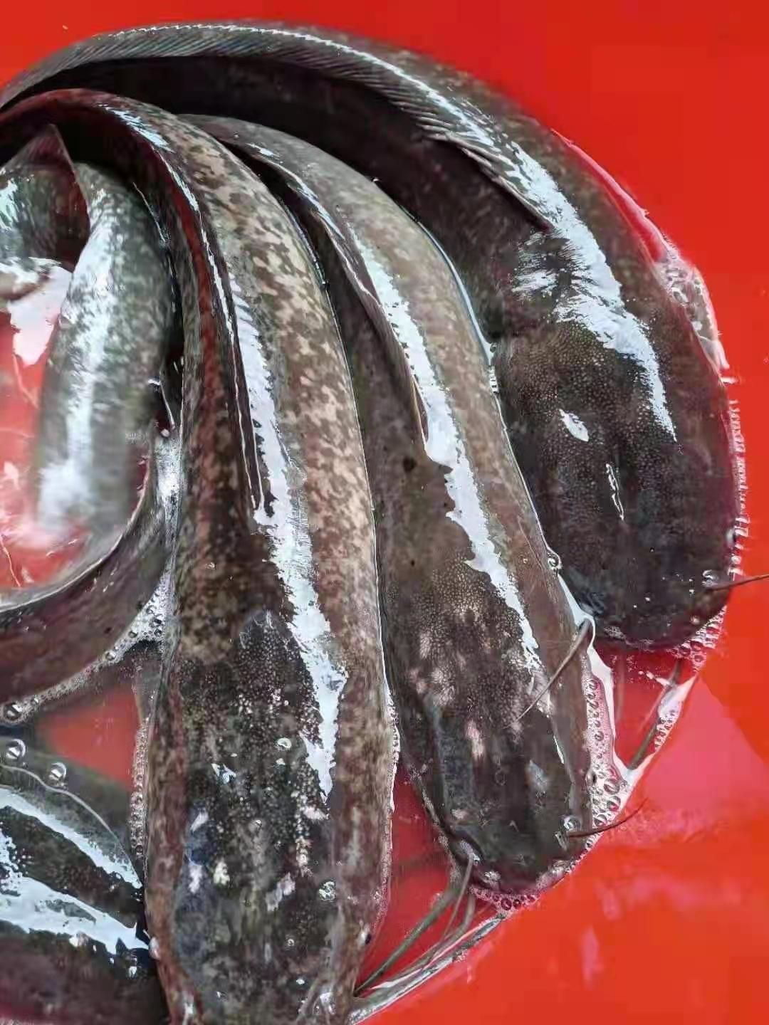  埃及塘鲺1.5斤到10斤长期有货