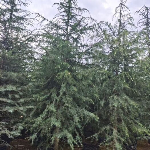 陆良县常年供应自家苗地的雪松袋苗，地苗，各种规格都有，欢迎实地看