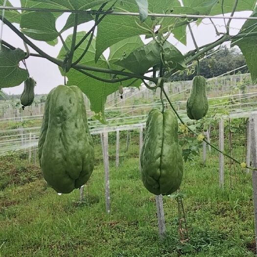 惠水县佛手瓜批发