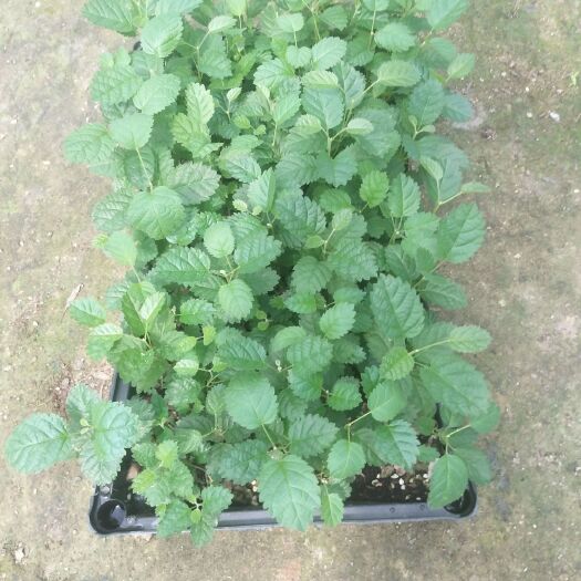 广州黄花风铃木苗 庭院园林绿化工程树苗 观花植物