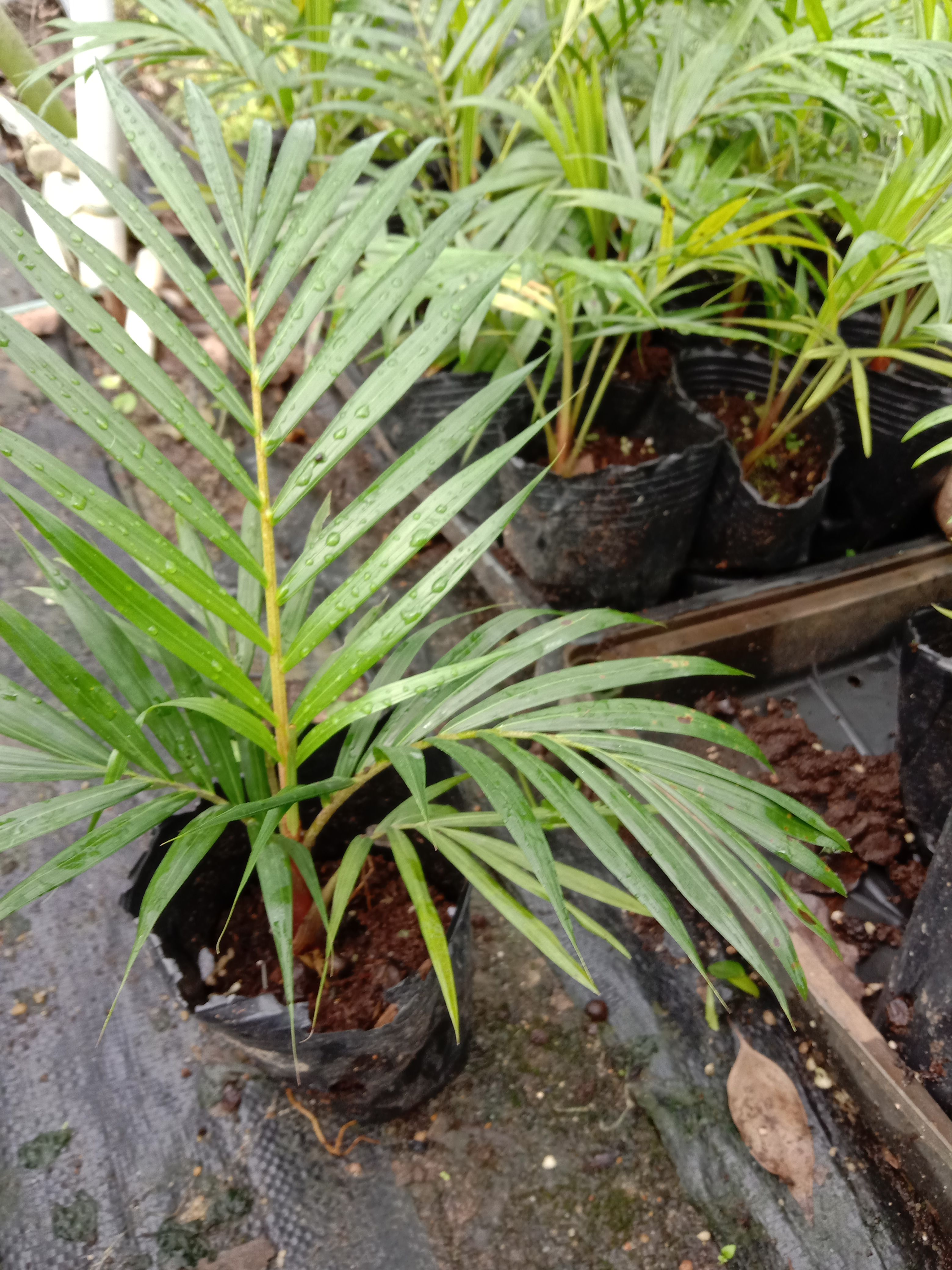 佛山椰子苗 红茎(嶺)椰子 棕榈科园林绿化树苗
