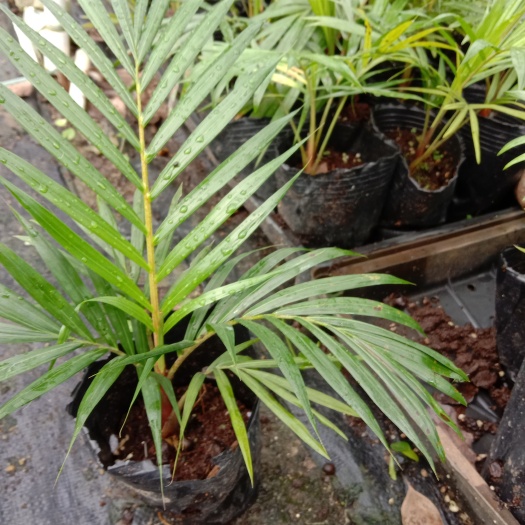 佛山椰子苗 红茎(嶺)椰子 棕榈科园林绿化树苗