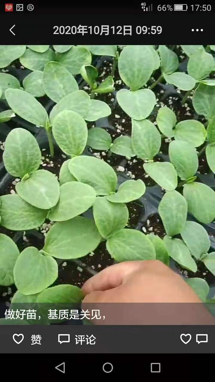 美都西瓜苗  美都嫁接西瓜苗