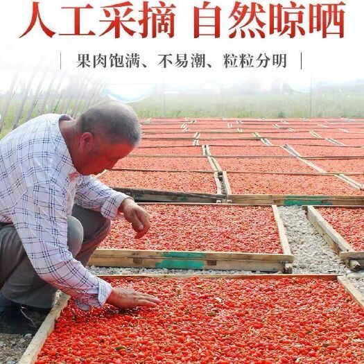 永宁县红枸杞  新货正宗宁夏枸杞子泡茶绝配农家大颗粒。