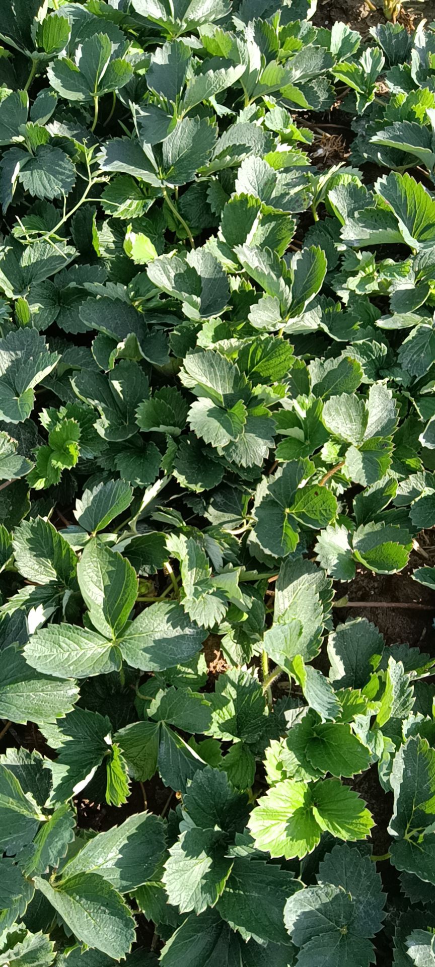  草莓苗，红颜草莓苗