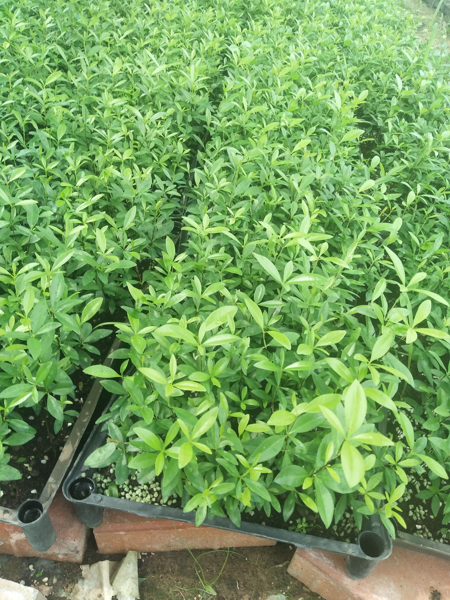  巴西樱桃苗 庭院盆栽观赏果树苗