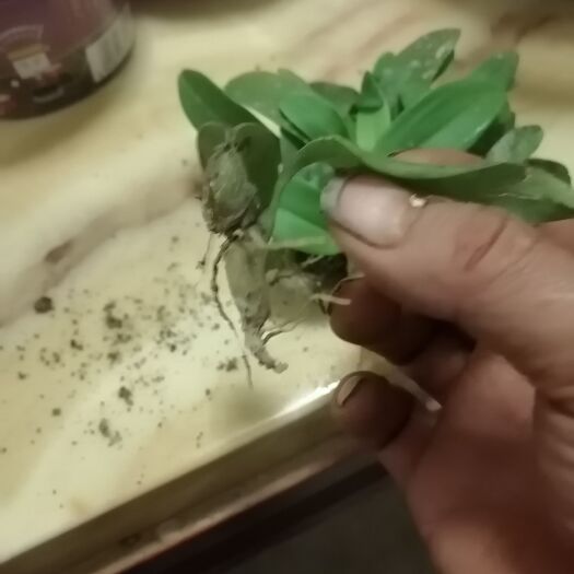 华宁县麦穗石豆兰 石豆兰石橄榄需要的联系
