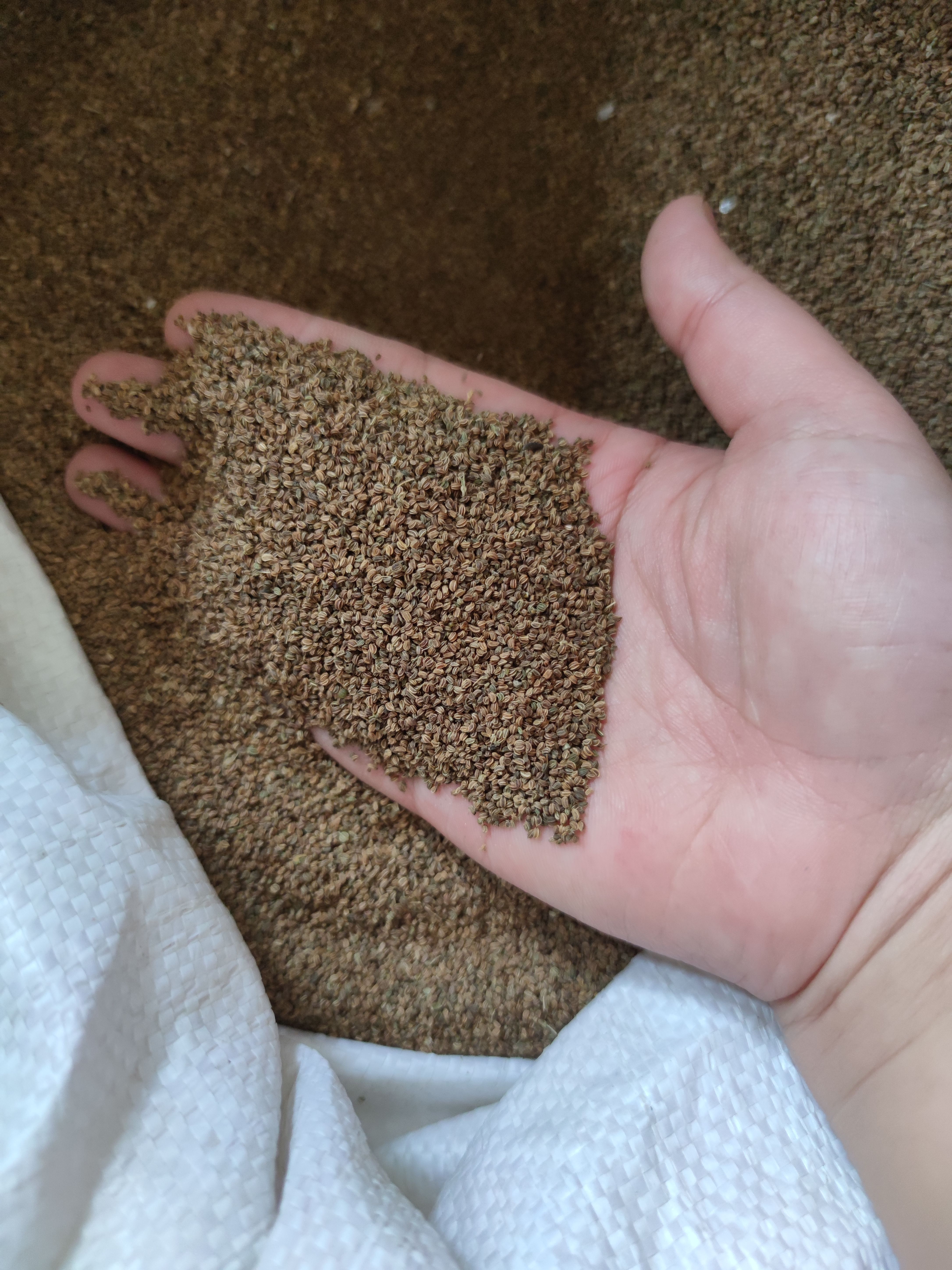 小香芹芹菜种子，500克，空心，香味浓，