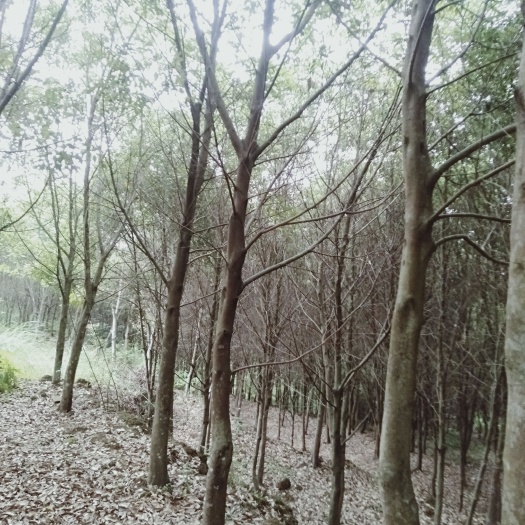 北流市 风景树，阴香
