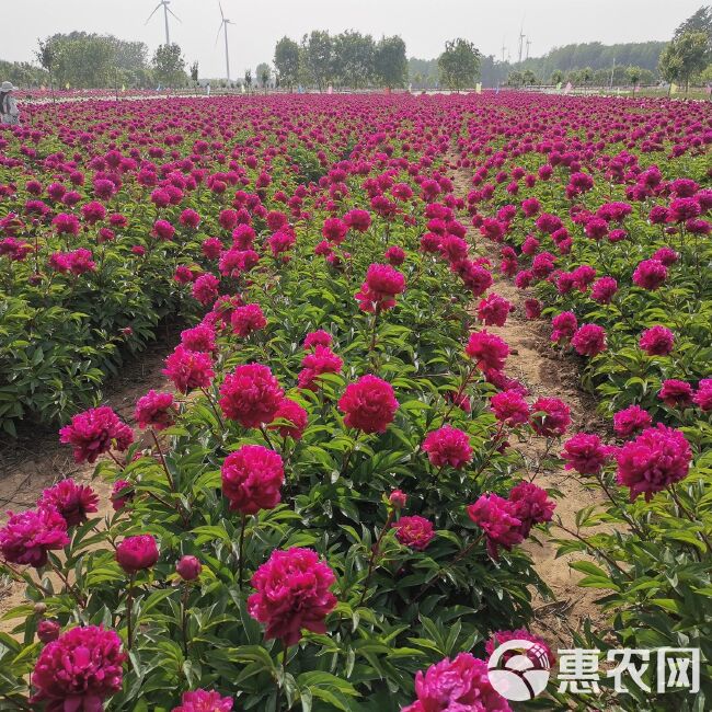 桃花飞雪牡丹  观赏芍药，切花芍药，种植技术指导