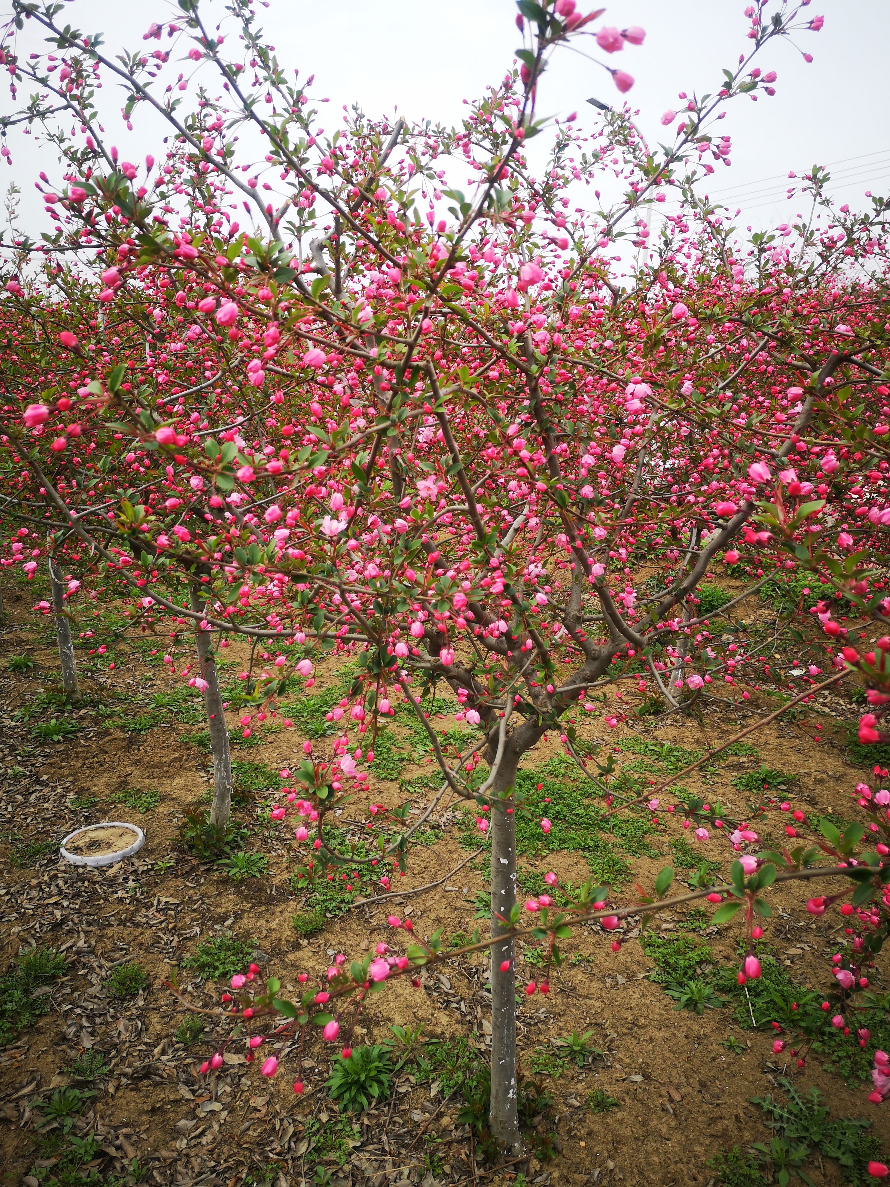 垂丝海棠  基地直销