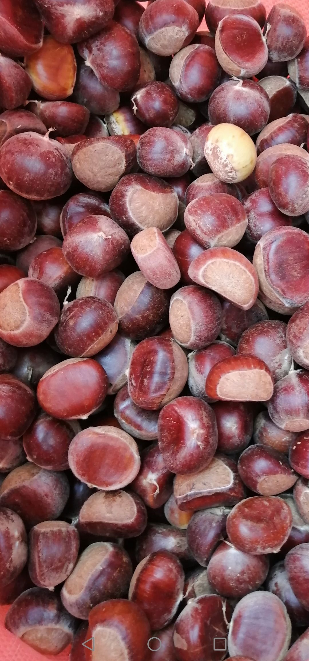 油栗 2021新年贵望板栗开始上市，