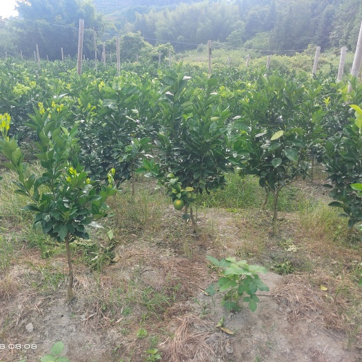 安远县纽荷尔脐橙苗 赣南脐橙纽荷尔挂果树3年大苗
