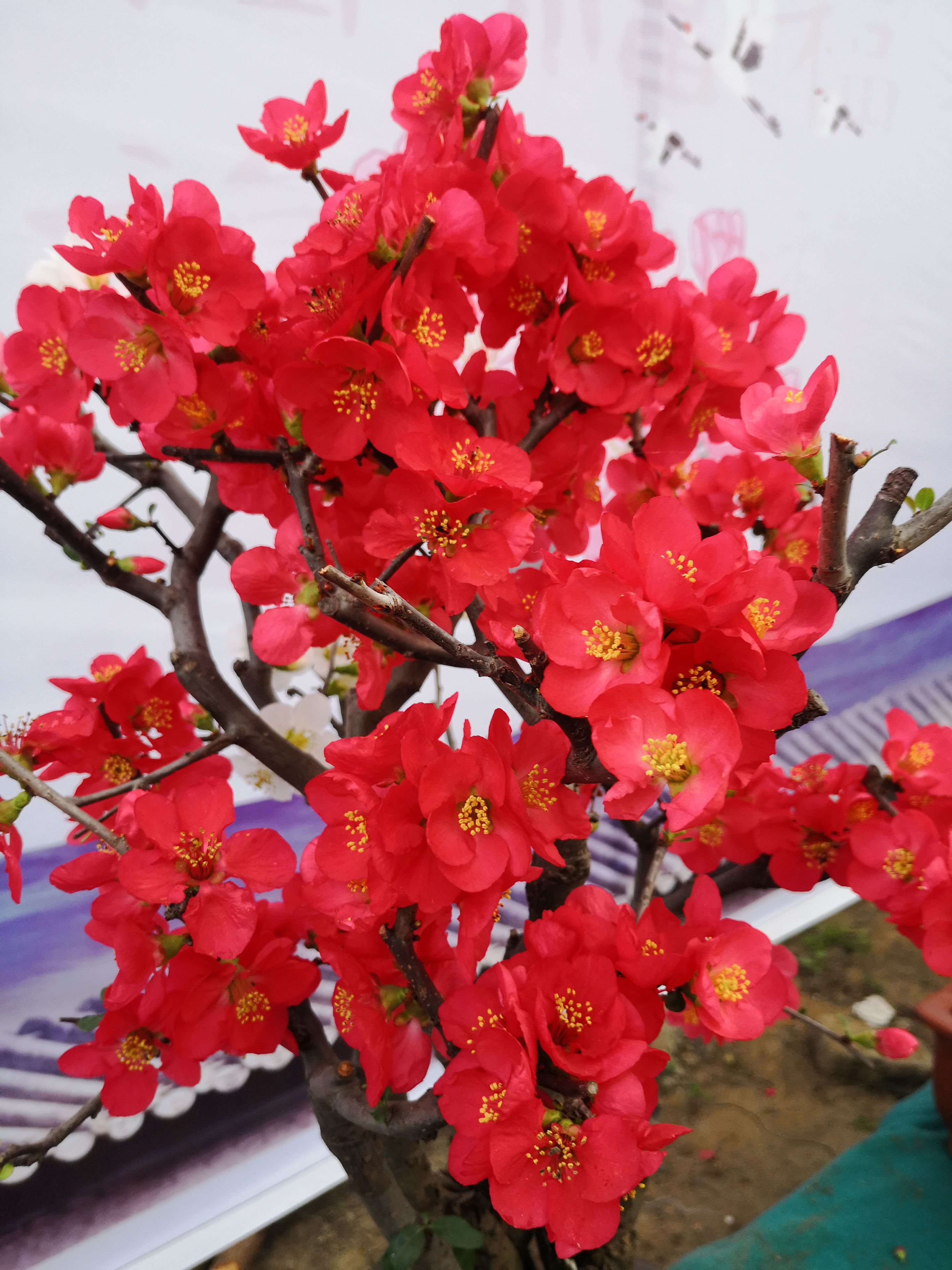 日本海棠  海棠花