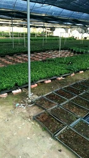 面包树苗庭院道路公园绿化树苗 盆栽花卉观叶绿植
