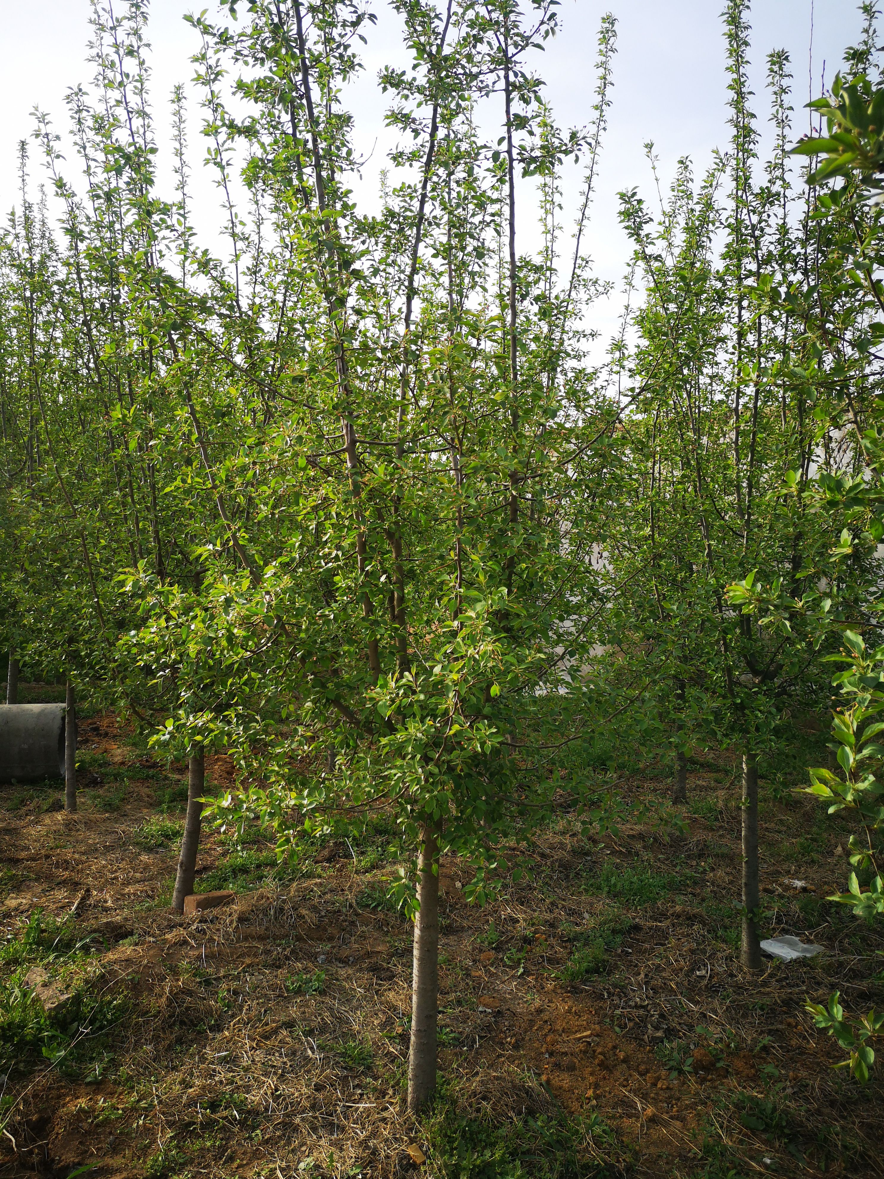 春雪海棠 1~1.5米 6~8公分 8~10公分 1~2米 带土球发货