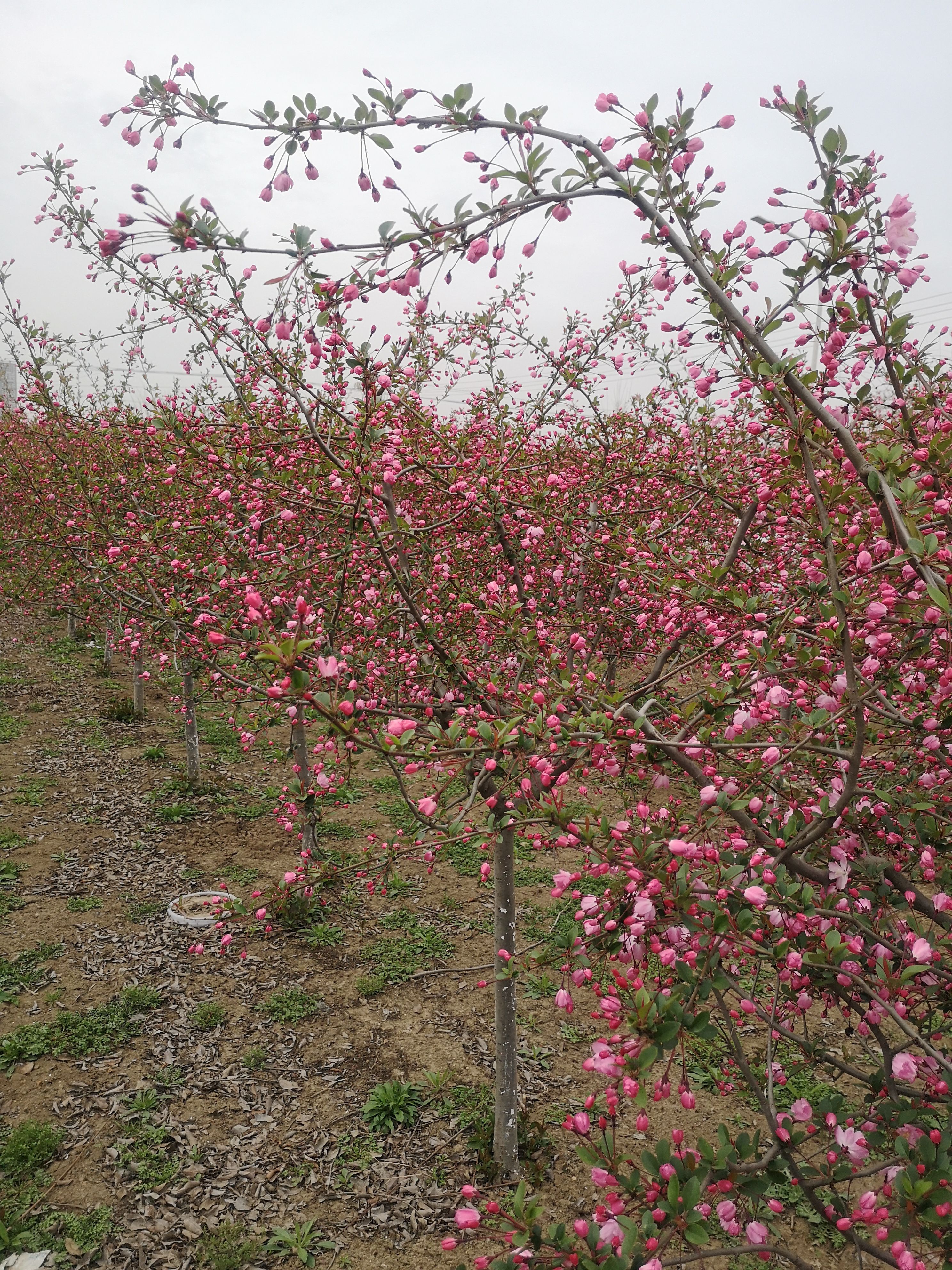 垂丝海棠  基地直销