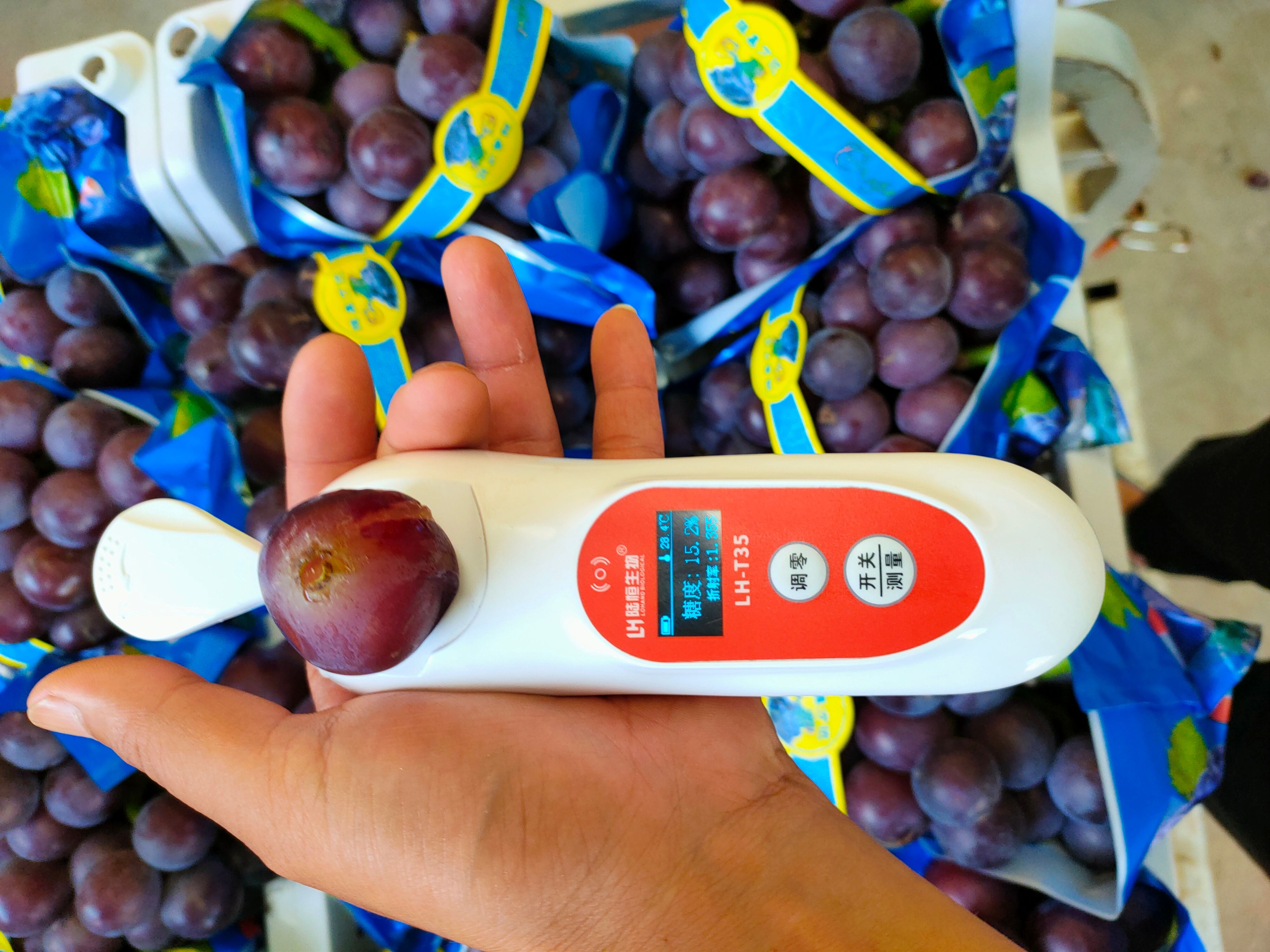 乒乓球葡萄  乒乓球 藤稔 葡萄 产地 大量有货