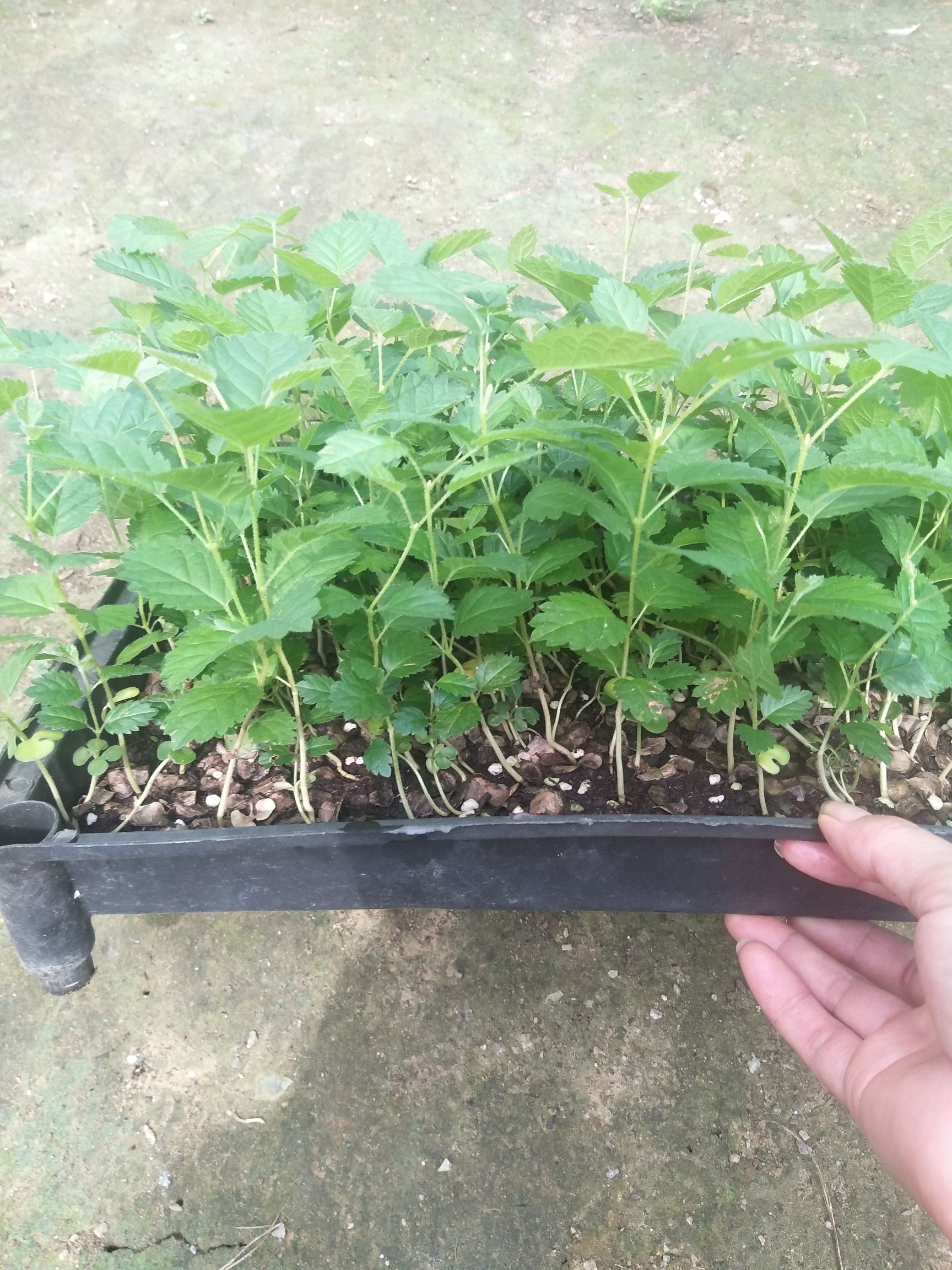 黄花风铃木苗 庭院园林绿化工程树苗 观花植物